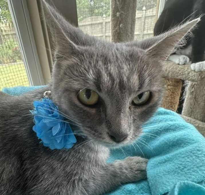 Photo of TROLLI