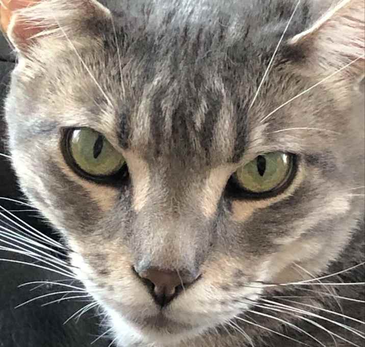 Photo of Snowy