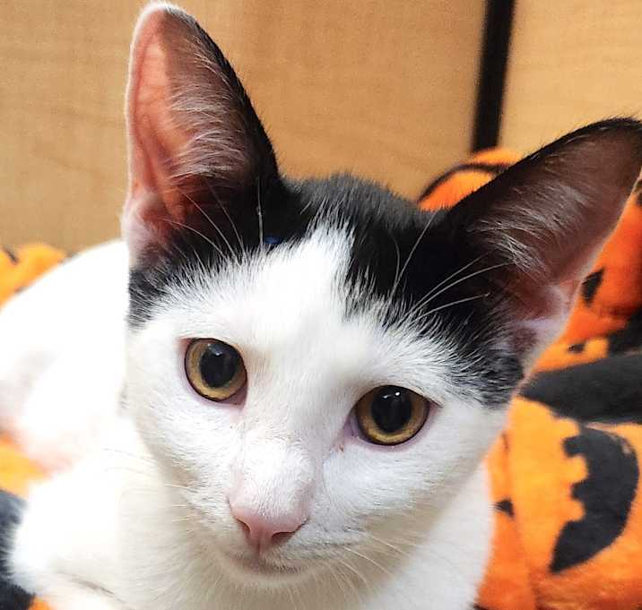 Photo of DOBBY