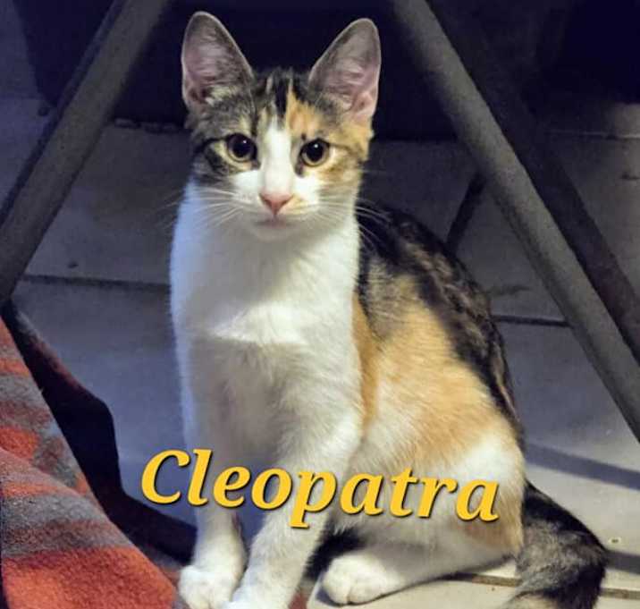 Photo of Cleopatra