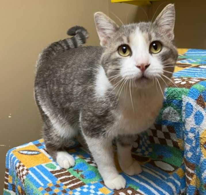 Photo of Handsome Tommy