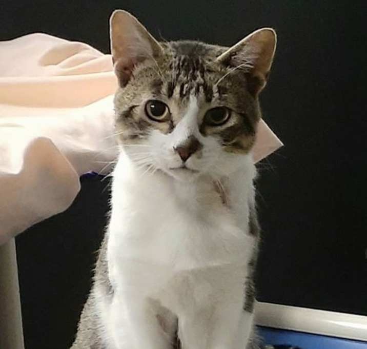 Photo of Louie