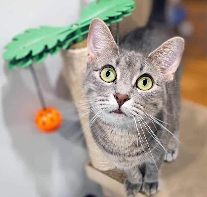 Photo of Jellybean