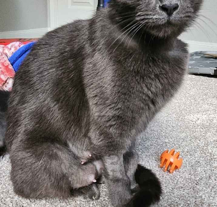 Photo of Misty