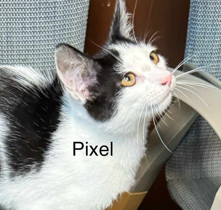 Photo of Pixel