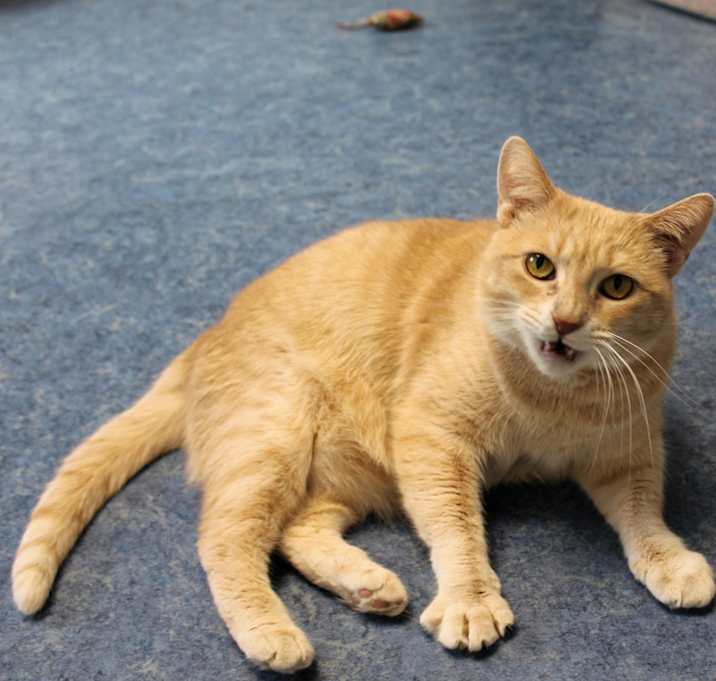 Photo of Rizzo