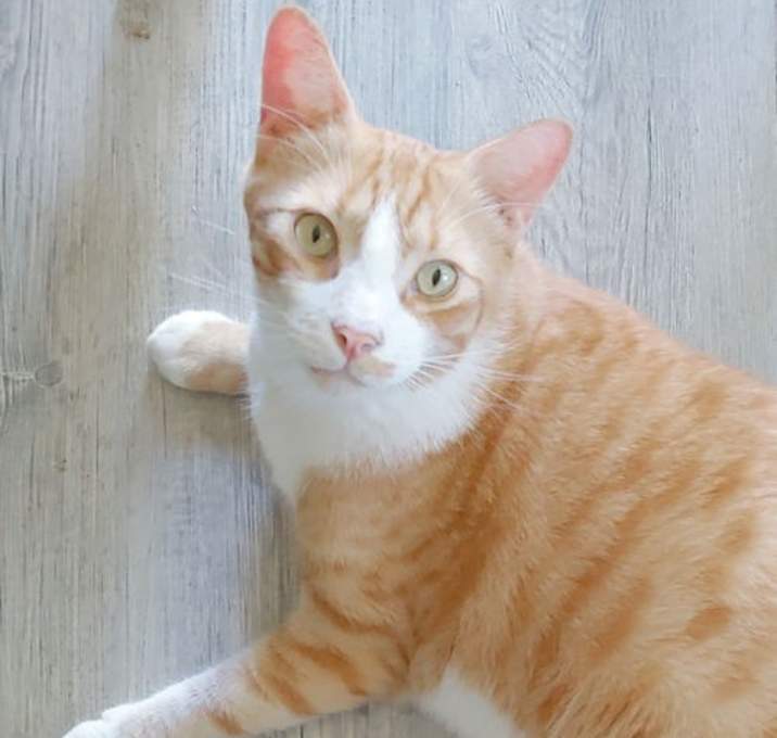 Photo of Garfield
