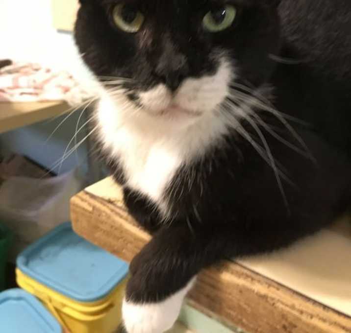Photo of Oreo