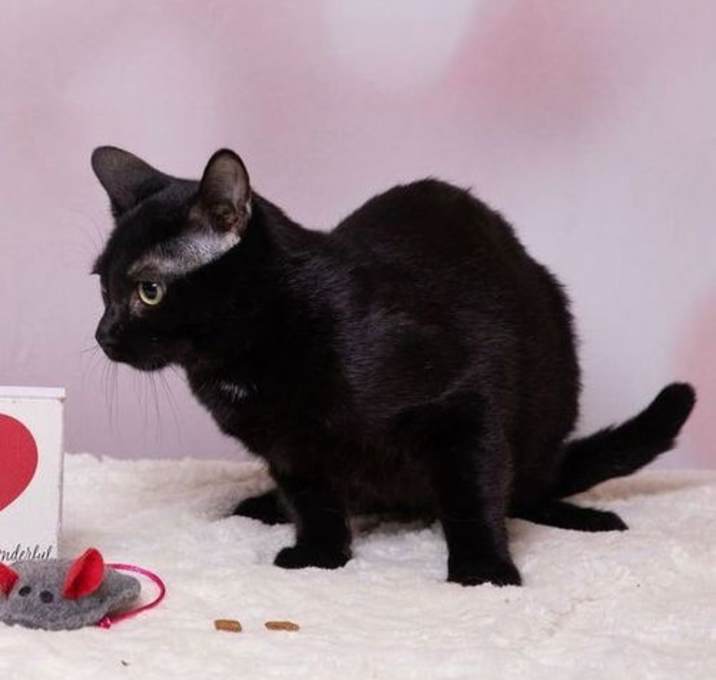 Photo of Gadget