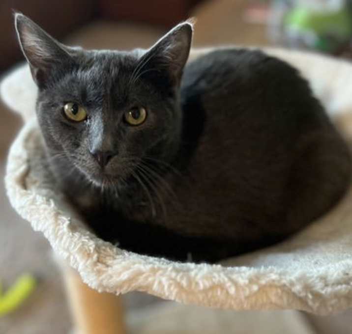Photo of Coal