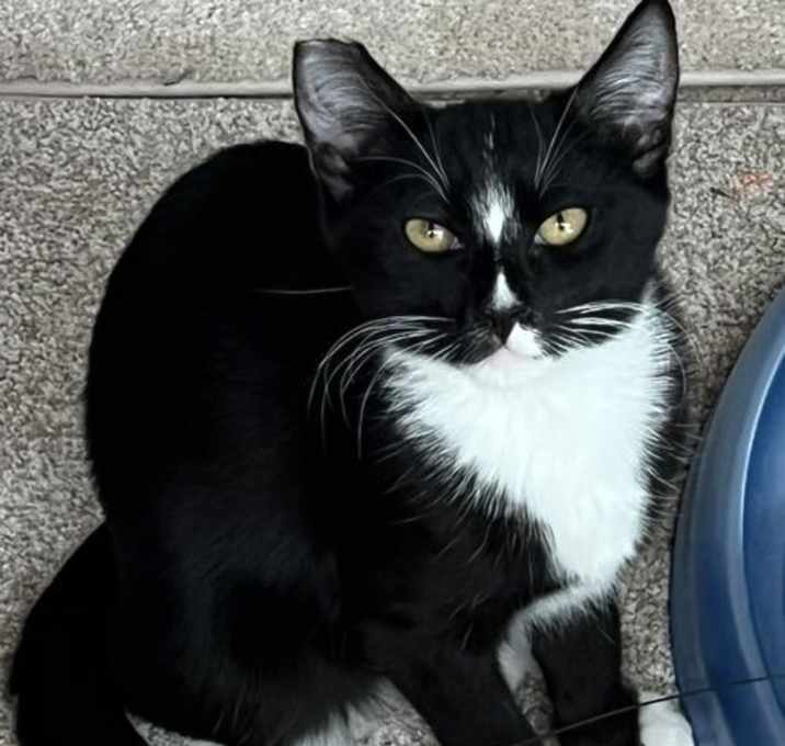 Photo of Mamba