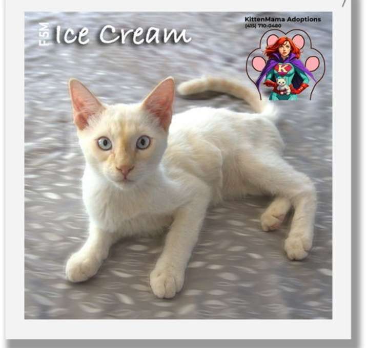 Photo of Ice Cream