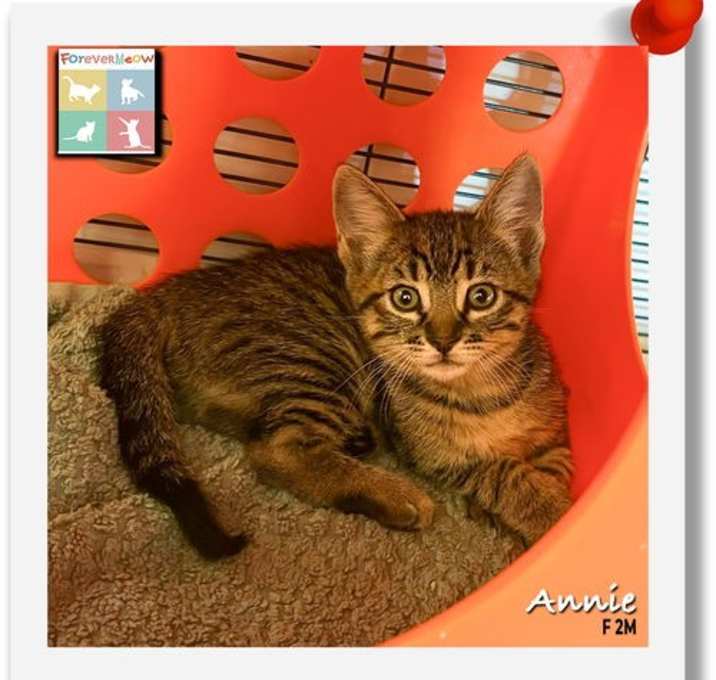 Photo of Annie