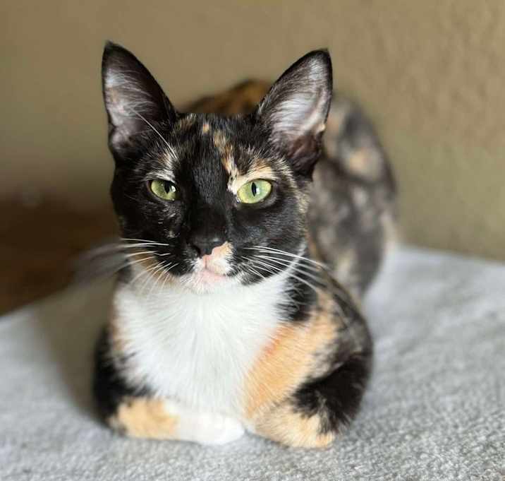 Photo of Daisy