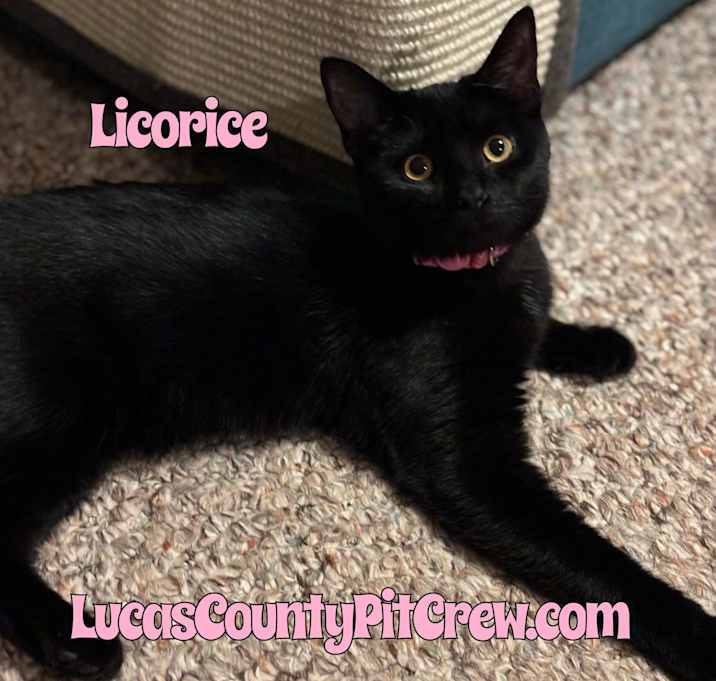 Photo of Licorice