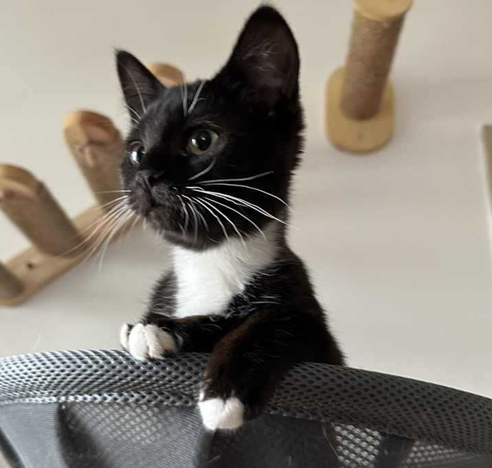 Photo of Piper (bonded with Vendetta)