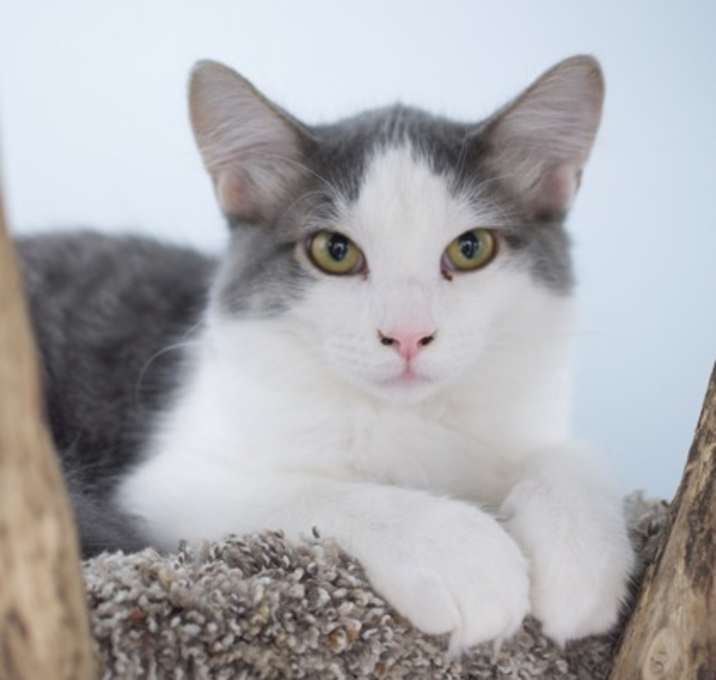 Photo of Peanut