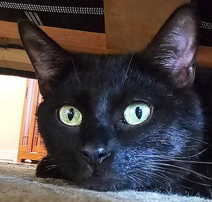 Photo of Sumo