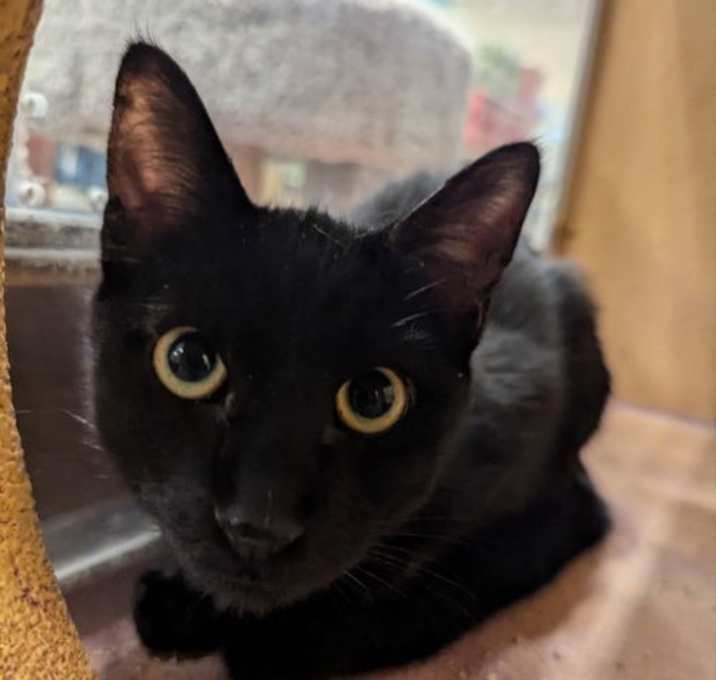 Photo of Nugget
