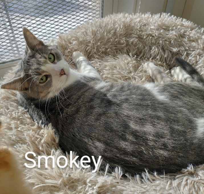 Photo of Smokey