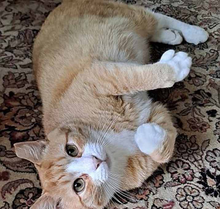 Photo of Cheddar