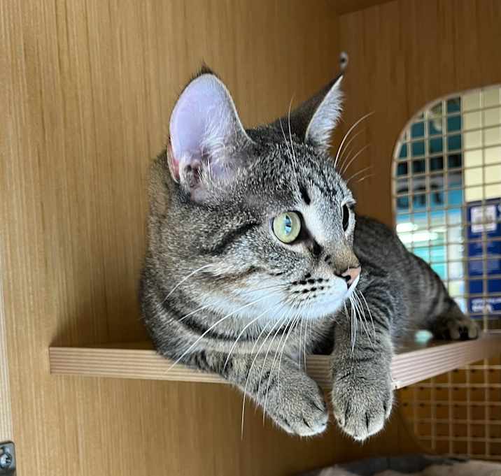 Photo of Rosie