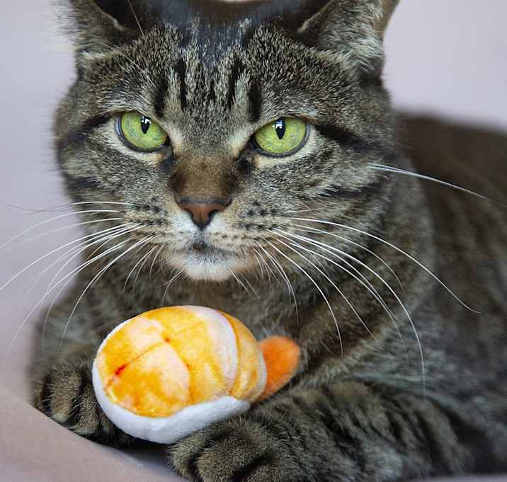 Photo of Dulce