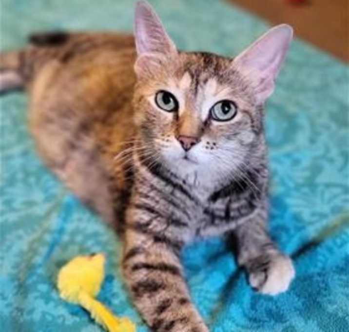 Photo of Tetra