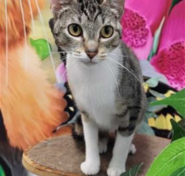 Photo of Lark