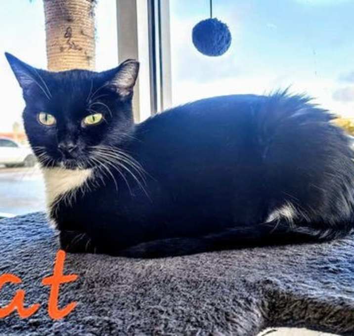 Photo of C270 Litter Kat, mom