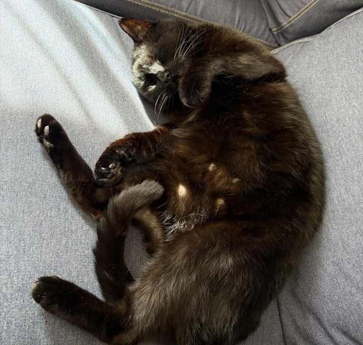 Photo of Milo