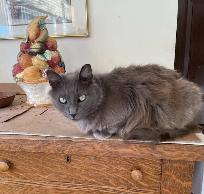 Photo of Bella