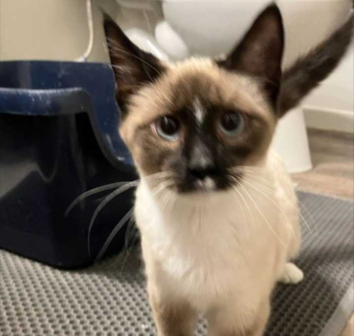 Photo of Snowflake