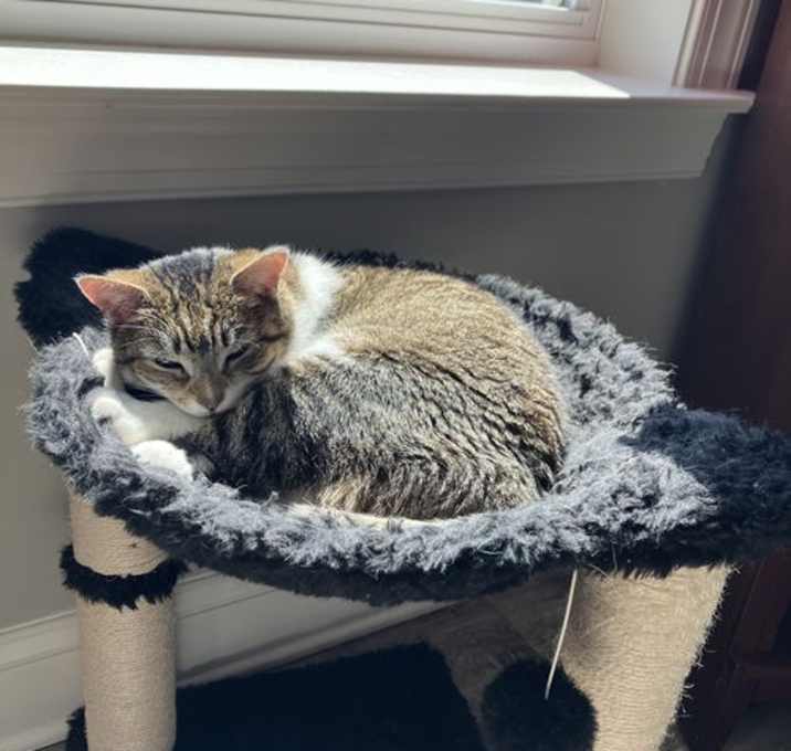 Photo of Daisy
