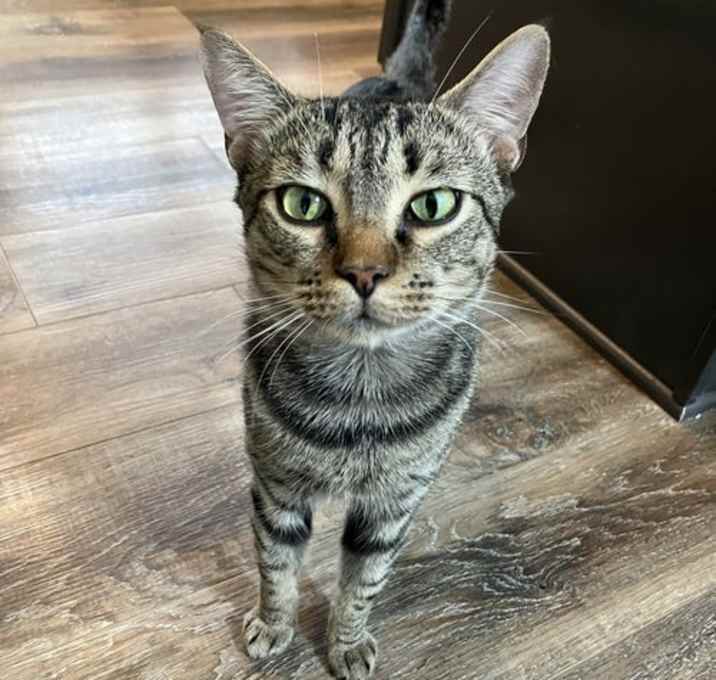 Photo of Meow Meow