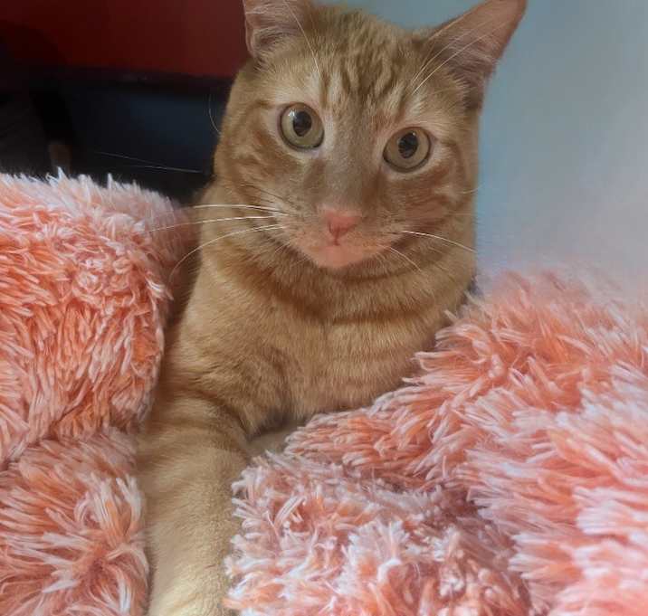 Photo of Henry