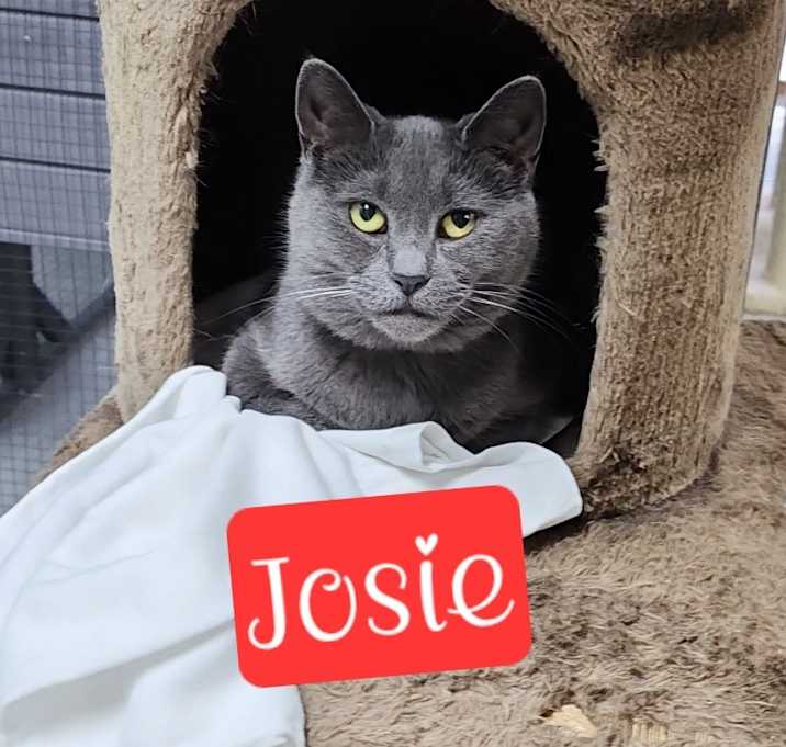 Photo of Josie