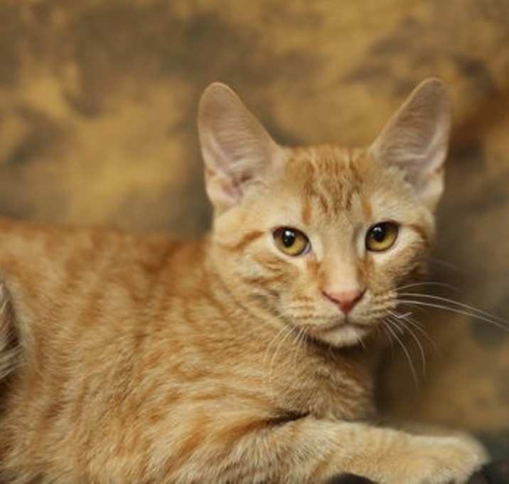 Photo of Kitch (FeLV+)