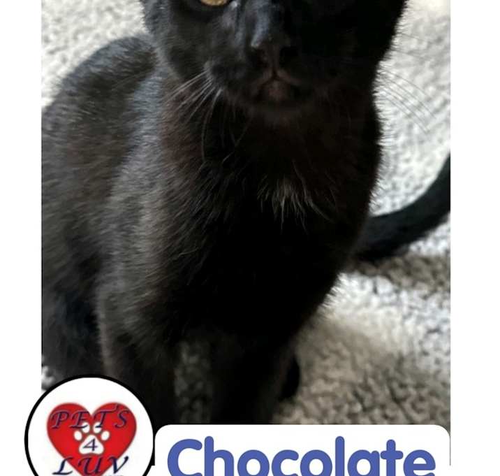 Photo of Chocolate - Michelle