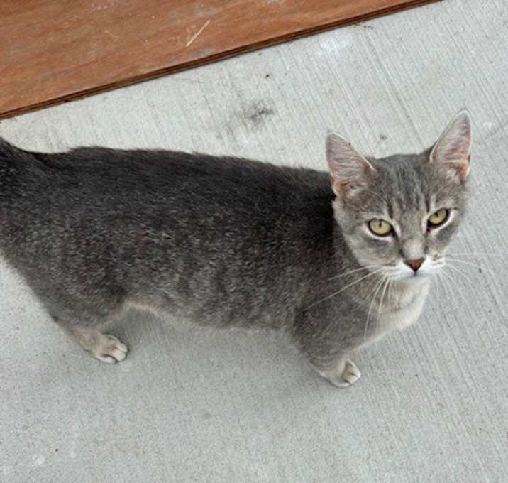 Photo of Smokey
