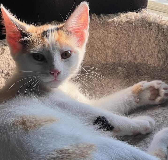 Photo of Lily