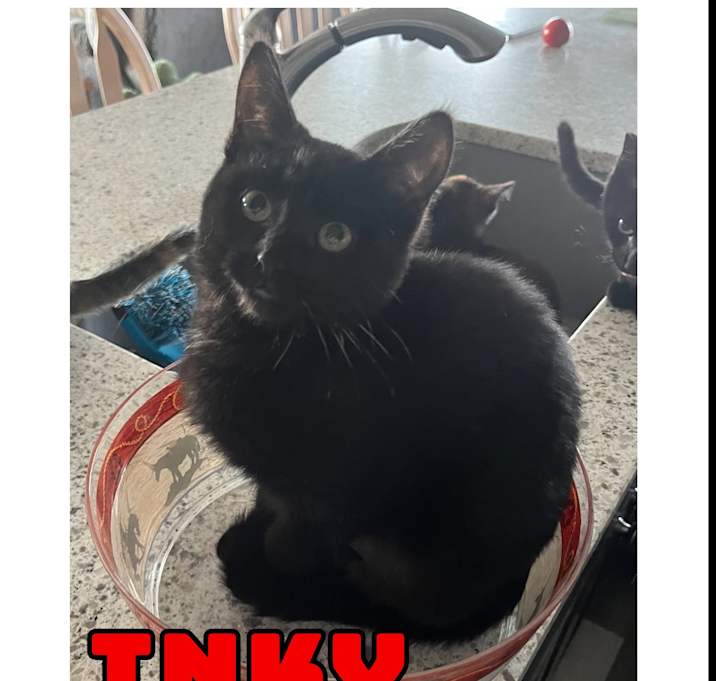 Photo of Inky - COURTESY LISTING