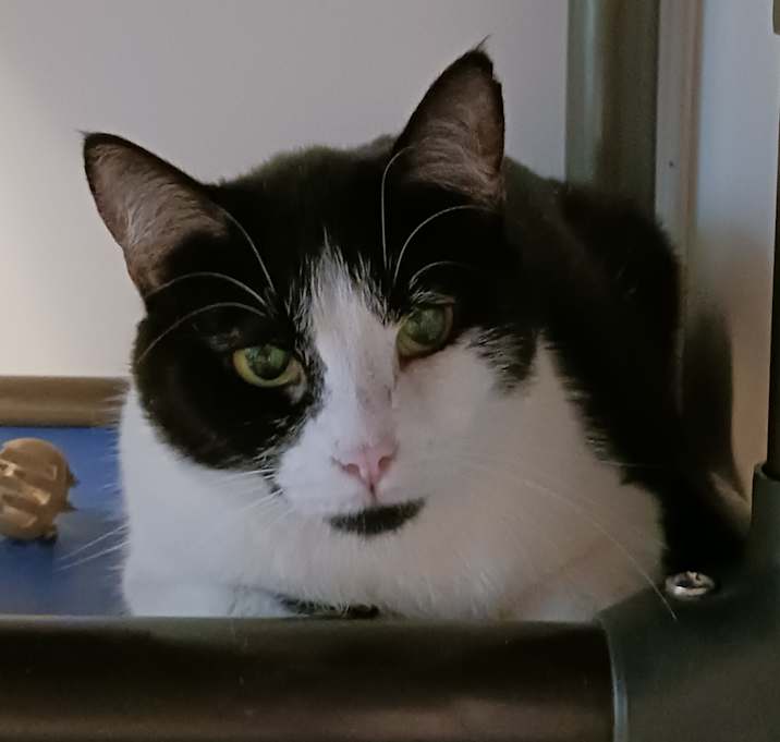 Photo of Daisy
