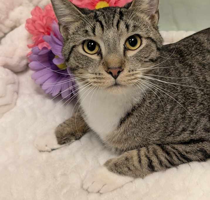 Photo of Comet