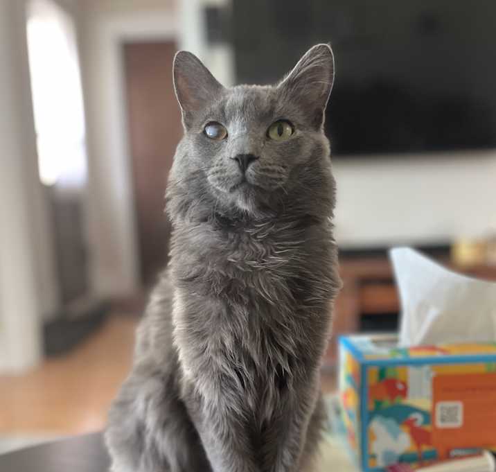 Photo of Samson