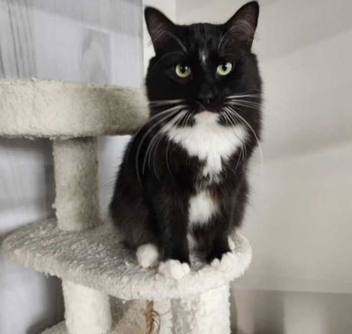 Photo of Tux