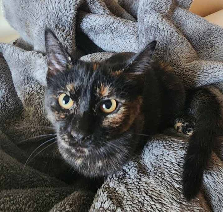 Photo of TAMARI