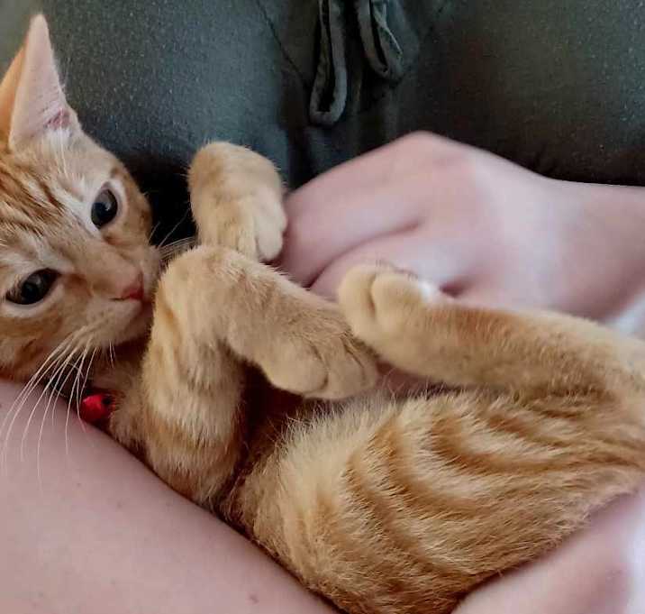 Photo of Cheeto