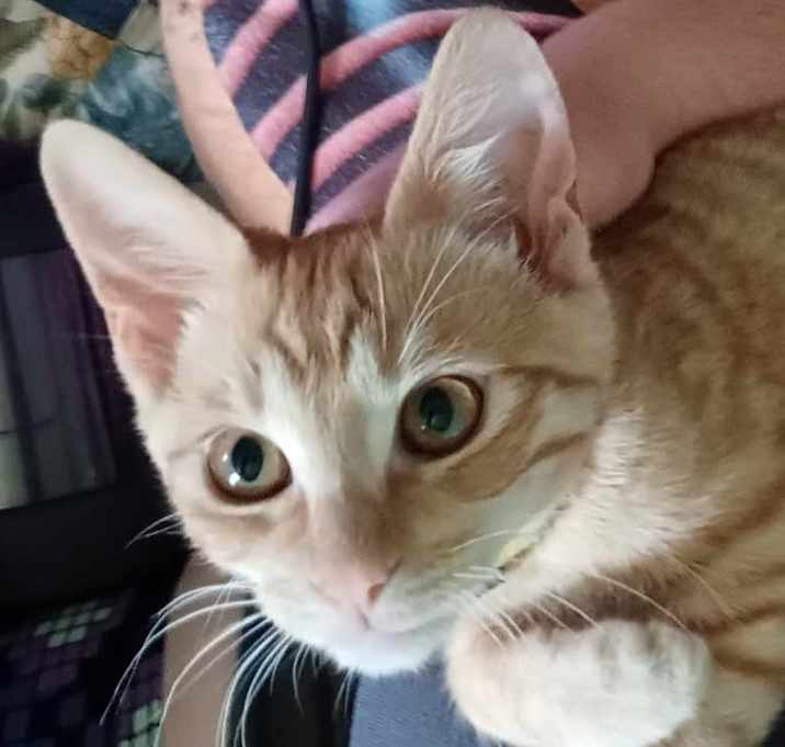 Photo of Nugget
