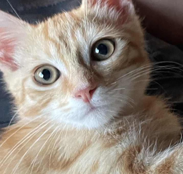 Photo of Fiero